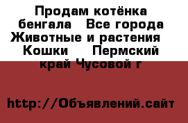 Продам котёнка бенгала - Все города Животные и растения » Кошки   . Пермский край,Чусовой г.